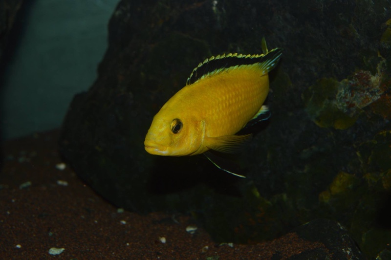 Labidochromis caeruleus 'Lion's Cove'